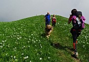 32 Salendo i dossi del Linzone, imbiancati di narcisi